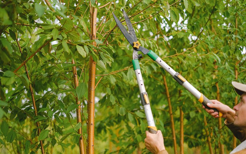 Tree trimming in Angoon, AK